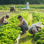 CloudWare Farm Monitoring system